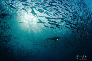 A diver between a school of Bigeye trevallies (Caranx sex... by Filip Staes 